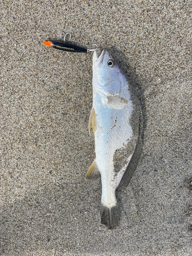 ニベの釣果