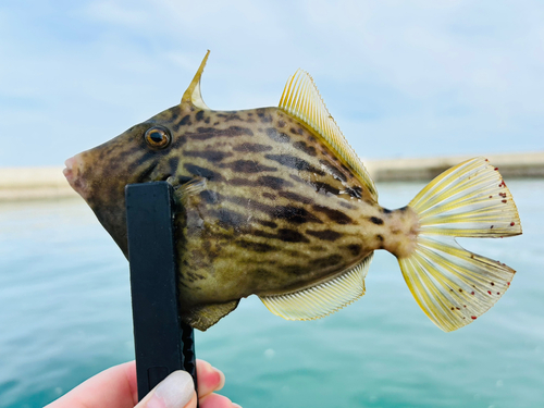 カワハギの釣果