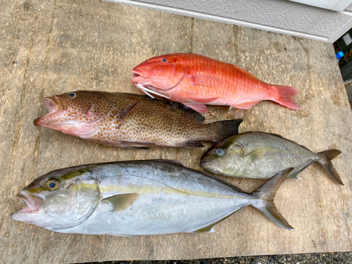 ショゴの釣果