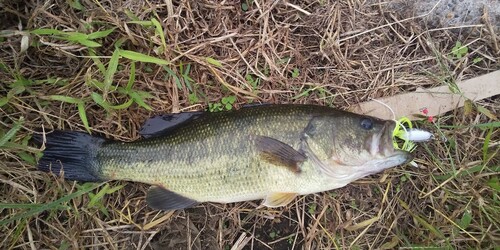 ブラックバスの釣果