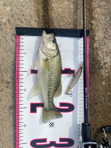 ブラックバスの釣果