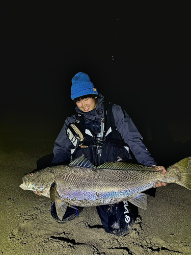 オオニベの釣果