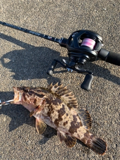 ベッコウゾイの釣果