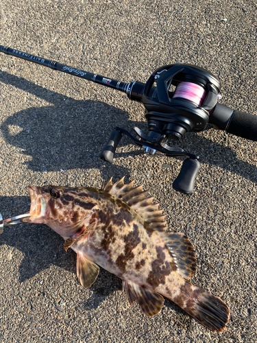 ベッコウゾイの釣果