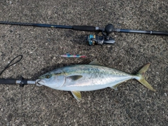 ハマチの釣果