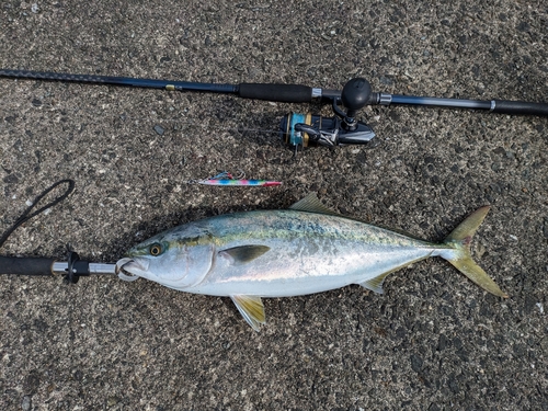 ハマチの釣果