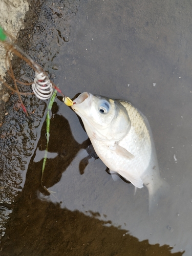 ヘラブナの釣果