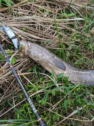 ライギョの釣果