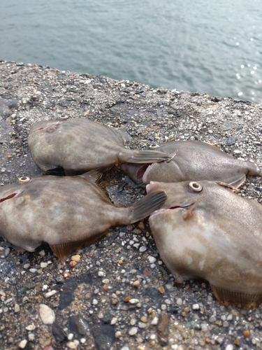 カワハギの釣果