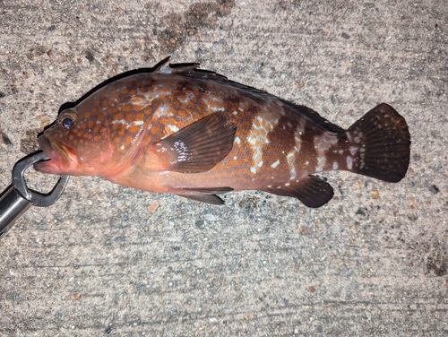 アコウの釣果