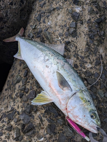 ヤズの釣果