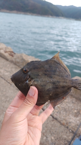 カワハギの釣果