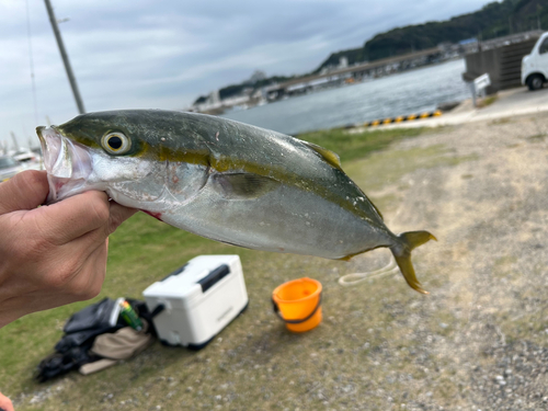 ハマチの釣果