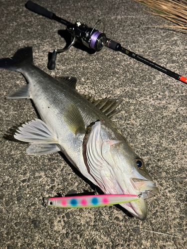 シーバスの釣果