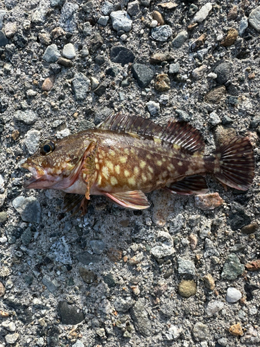 カサゴの釣果