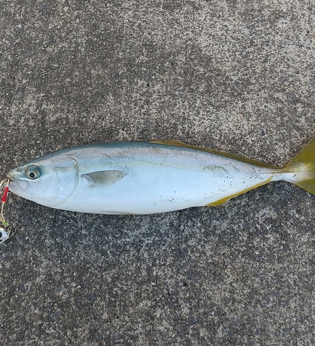 ワカシの釣果