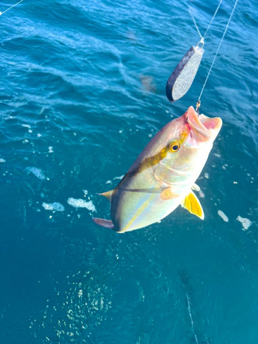 カンパチの釣果