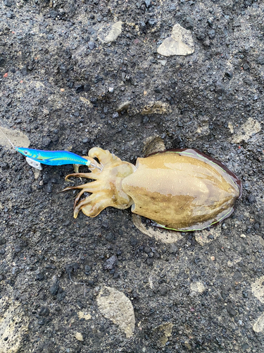 コウイカの釣果