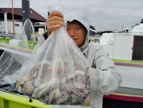 マダコの釣果