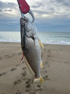 ニベの釣果