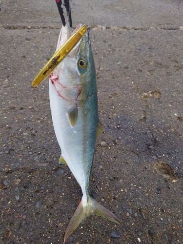 イナダの釣果