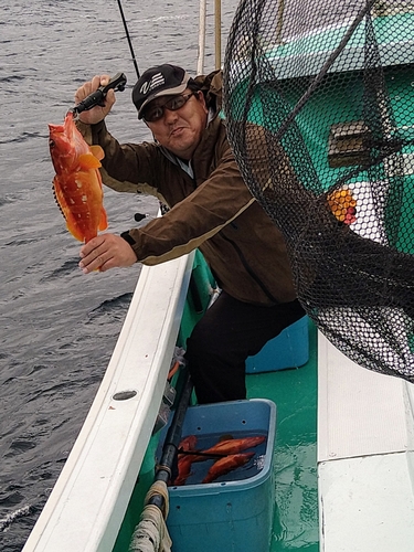 アカハタの釣果