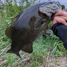 スモールマウスバス