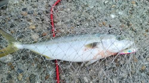 ハマチの釣果