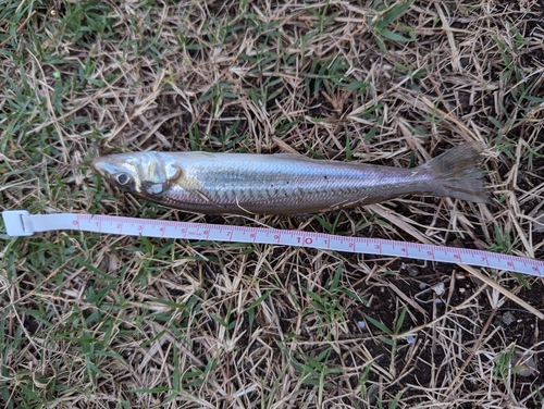 シロギスの釣果