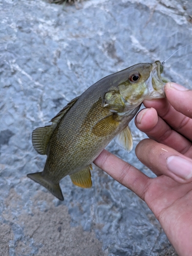 スモールマウスバスの釣果