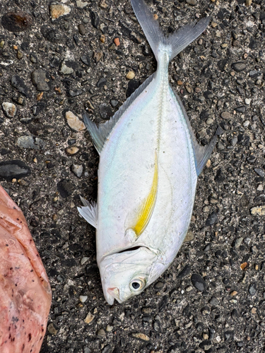 シマアジの釣果