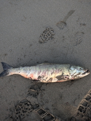 アキアジの釣果