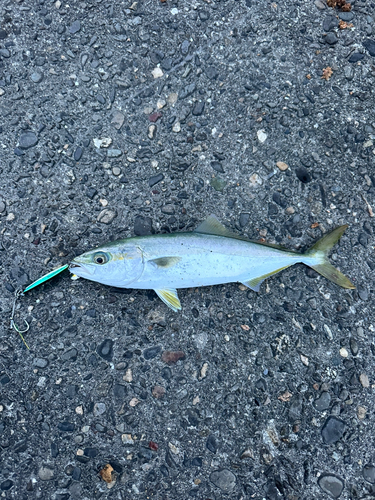 ツバスの釣果