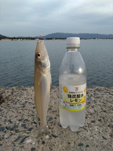 キスの釣果