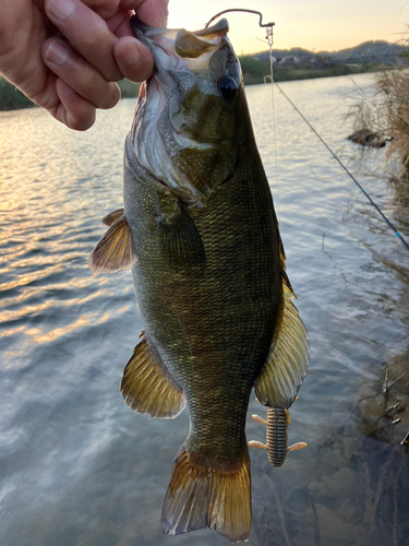 スモールマウスバスの釣果