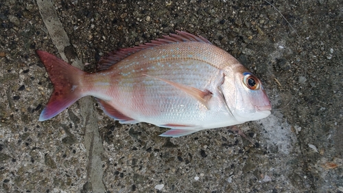 チャリコの釣果