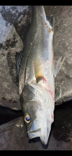 フッコ（マルスズキ）の釣果