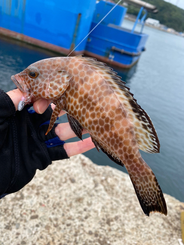 オオモンハタの釣果