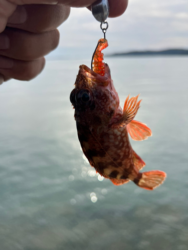 アカメバルの釣果