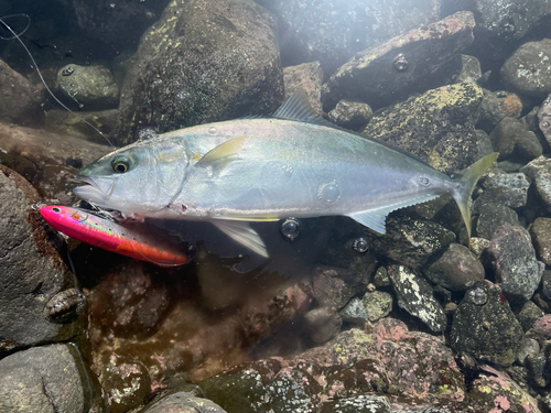 ヒラマサの釣果