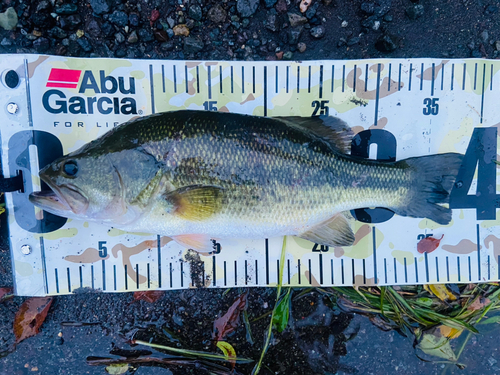 ブラックバスの釣果