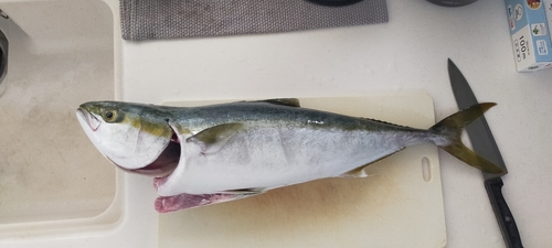 ハマチの釣果