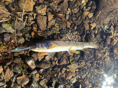 アメマスの釣果