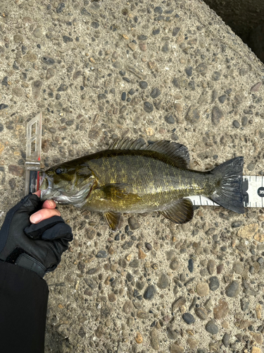 スモールマウスバスの釣果