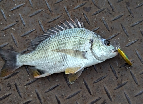 キビレの釣果