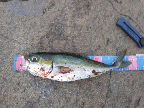 ツバスの釣果