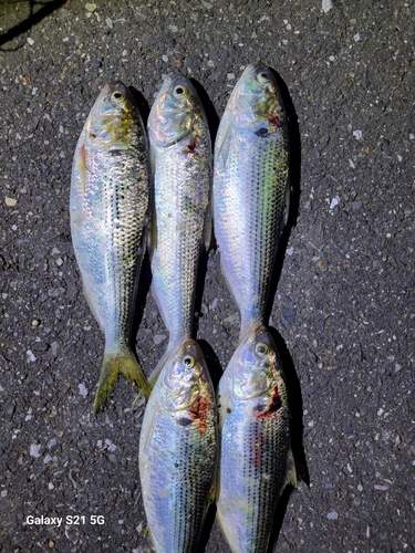 コノシロの釣果