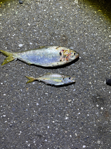 マアジの釣果