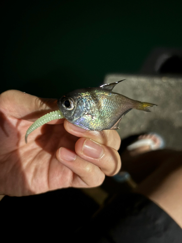 ミナミハタンポの釣果