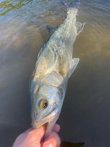 スズキの釣果